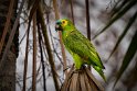 057 Noord Pantanal, blauwvoorhoofdamazone